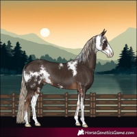 Horse Color:Liver Chestnut Sabino