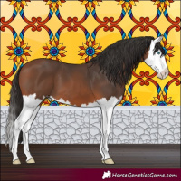 Horse Color:Bay Splash