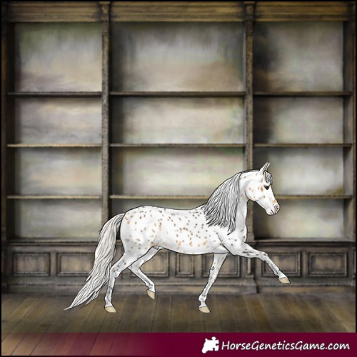 Horse Color:Silver Buckskin Appaloosa 