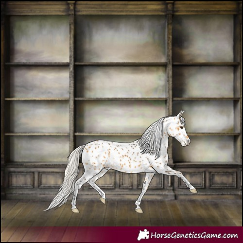 Horse Color:Silver Buckskin Appaloosa 