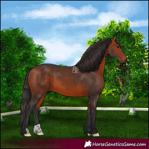 Horse Color:Bay 