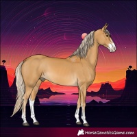 Horse Color:Palomino Sabino 