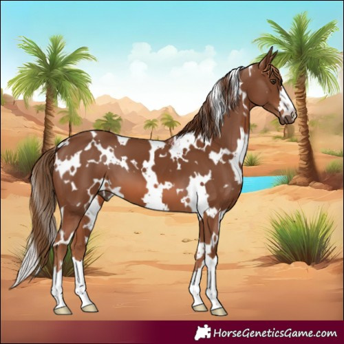 Horse Color:White Spotted Chestnut 