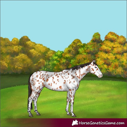 Horse Color:Bay Frame Appaloosa 