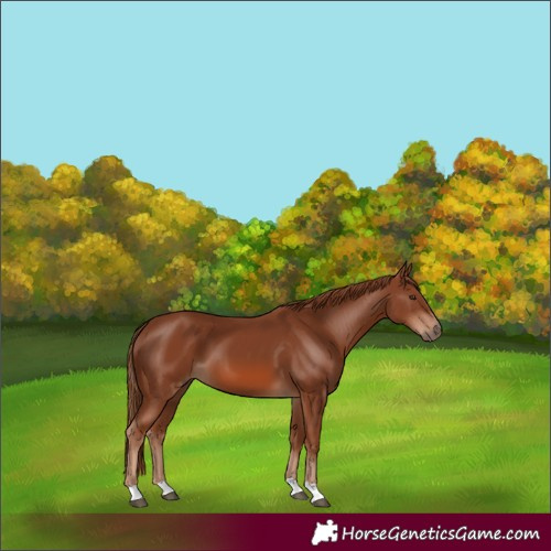 Horse Color:Chestnut 