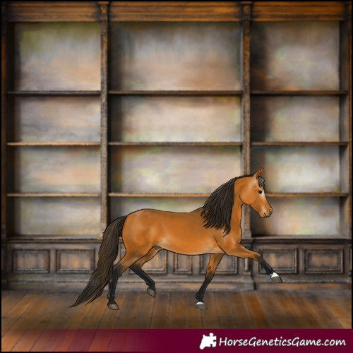 Horse Color:Gray Buckskin 