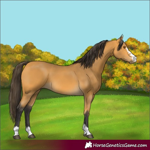 Horse Color:Buckskin 