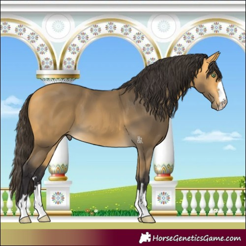 Horse Color:Buckskin 