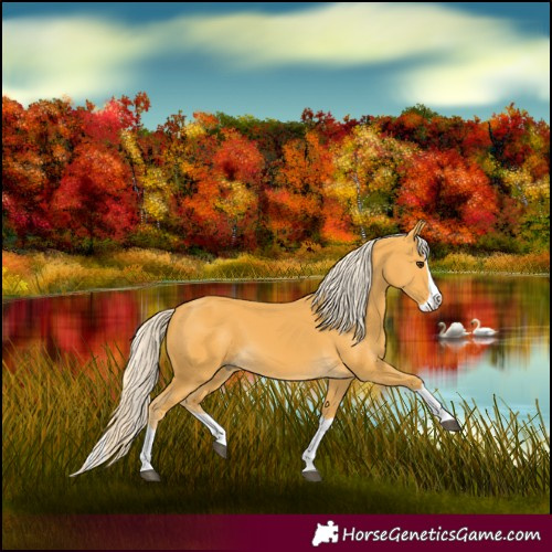 Horse Color:Palomino Splash 