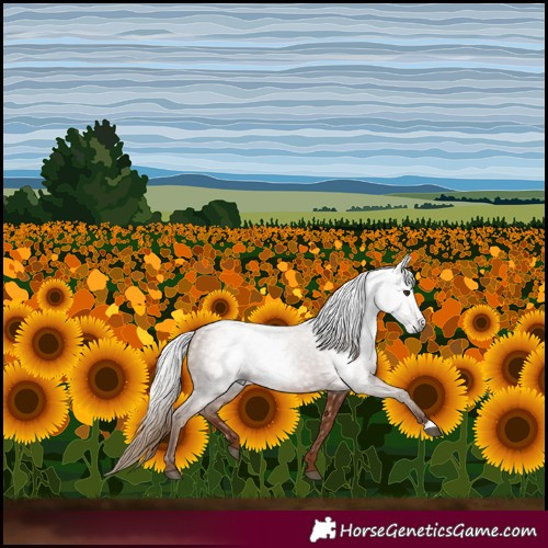 Horse Color:Gray Chestnut 