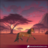 Horse Color:Bay 