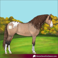Horse Color:Bay Dun Varnish Rabicano 