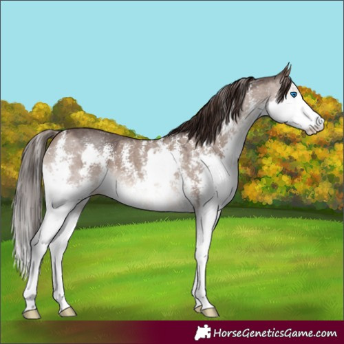 Horse Color:Liver Red Dun Sabino Splash 