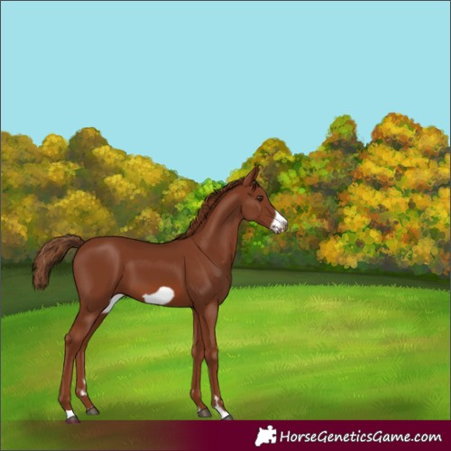 Horse Color:Chestnut Frame 