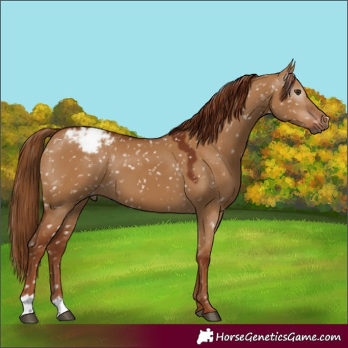 Horse Color:Gray Red Dun Appaloosa 
