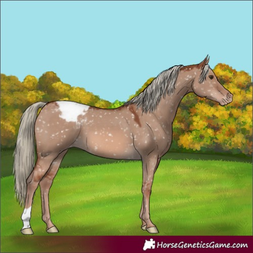 Horse Color:Red Dun Mushroom Snowcap 