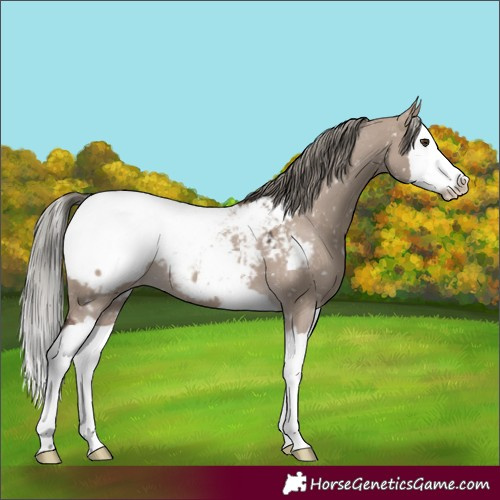 Horse Color:Liver Red Dun Mushroom Splash Near Fewspot 