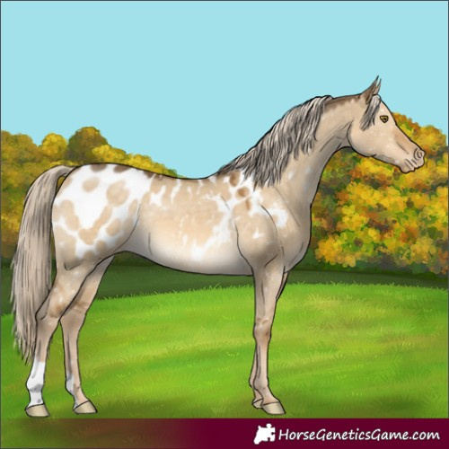 Horse Color:Chocolate Palomino Dun Mushroom Near Leopard 