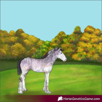 Horse Color:White Spotted Bay Splash Tobiano and Painted White Spotted Brown Ice Onyx Splash Tobiano Appaloosa