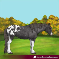 Horse Color:Smoky Black Tobiano Blanket