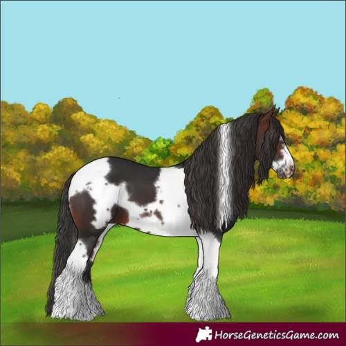 Horse Color:Brown Tobiano Frame 