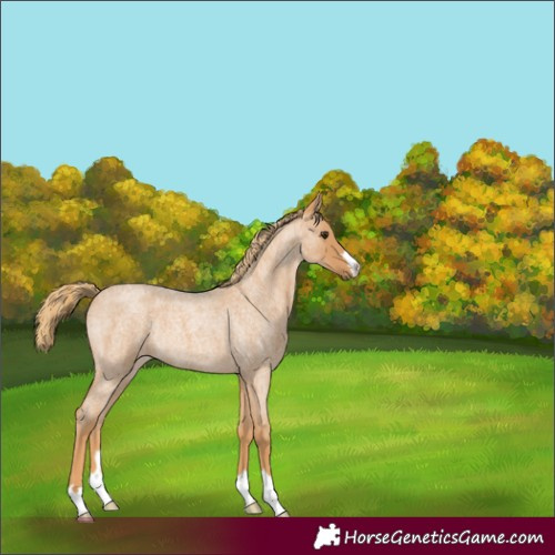 Horse Color:Red Roan Rabicano 