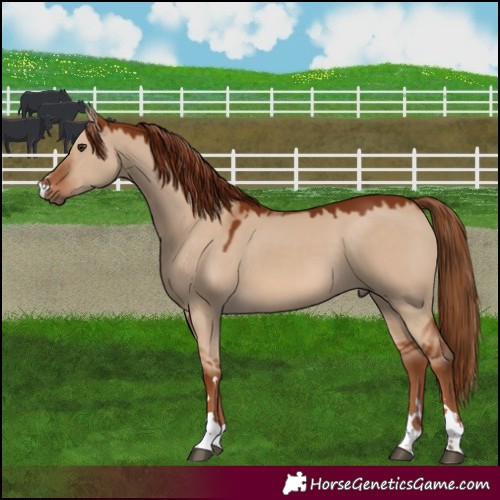 Horse Color:Red Dun 