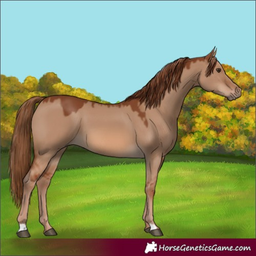 Horse Color:Red Dun 
