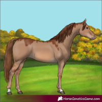 Horse Color:Red Dun