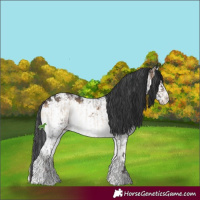 Horse Color:Brown Roan Onyx Splash Appaloosa and White Spotted Brown Onyx Sabino Splash