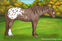 Horse Color:Chestnut Appaloosa 