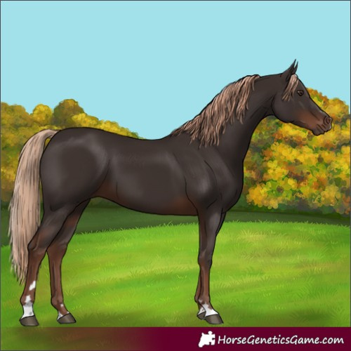 Horse Color:Liver Chestnut 