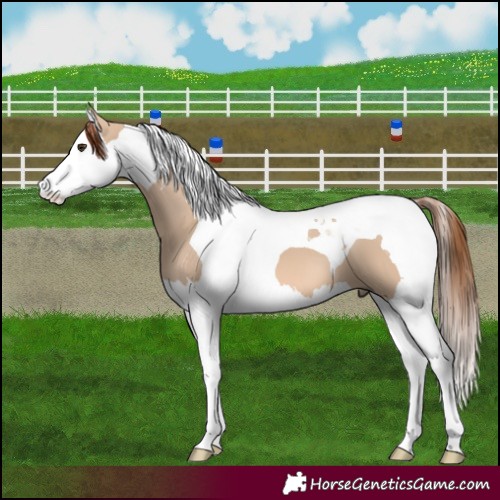 Horse Color:Red Dun Splash Tobiano 