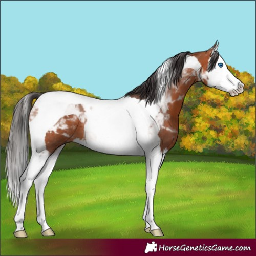 Horse Color:Bay Splash Tobiano 