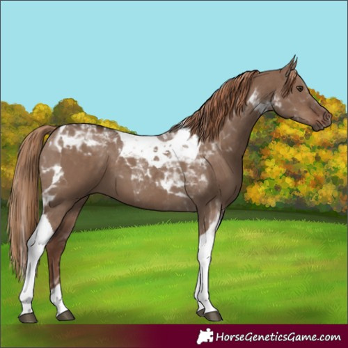 Horse Color:Liver Red Dun Tobiano 