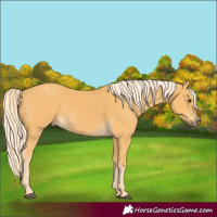 Horse Color:Palomino