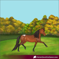 Horse Color:Bay Appaloosa 