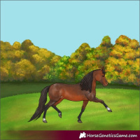 Horse Color:Bay Appaloosa 