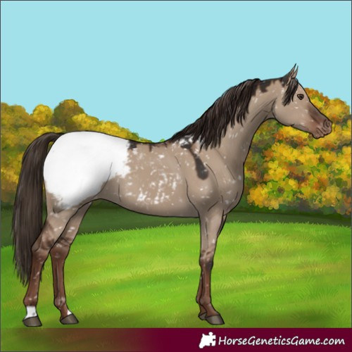 Horse Color:Liver Red Dun Appaloosa Rabicano 