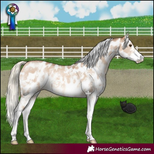 Horse Color:Red Dun Mushroom Sabino Near Leopard 