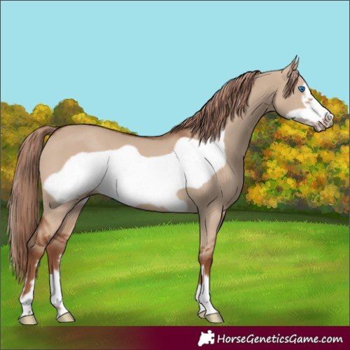 Horse Color:Red Dun Frame 
