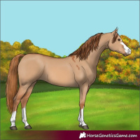 Horse Color:Red Dun 