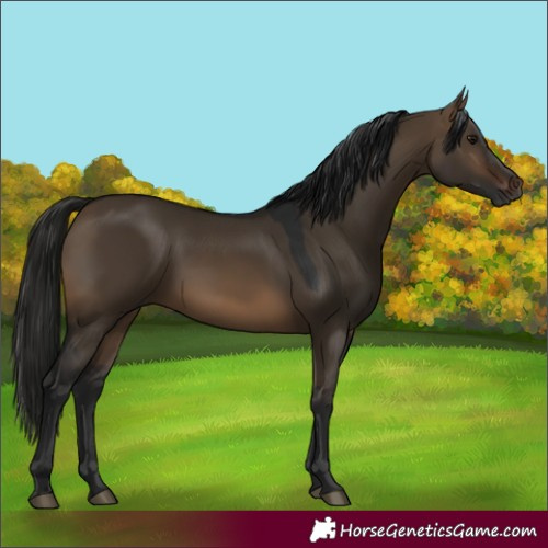 Horse Color:Gray Brown Dun 