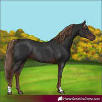 Horse Color:Liver Chestnut Rabicano