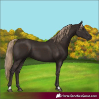 Horse Color:Liver Chestnut 
