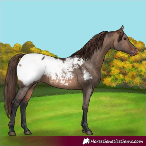 Horse Color:Bay Dun Mushroom Snowcap 