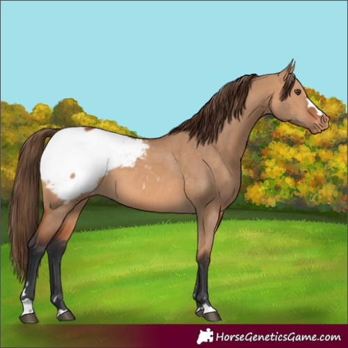 Horse Color:Bay Dun Appaloosa 