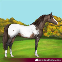 Horse Color:Brown Dun Mushroom Appaloosa Brindle