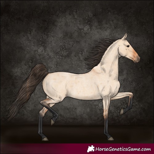 Horse Color:Bay Roan Dun 