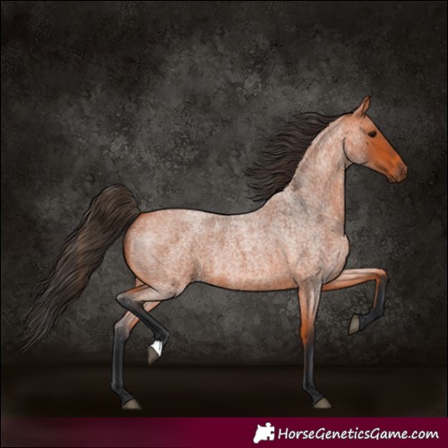Horse Color:Bay Roan 